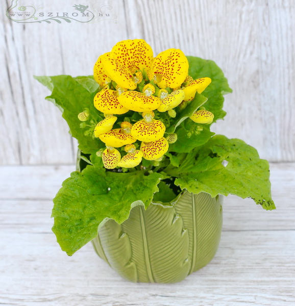 flower delivery Budapest - calceolaria in pot (22cm with the pot)