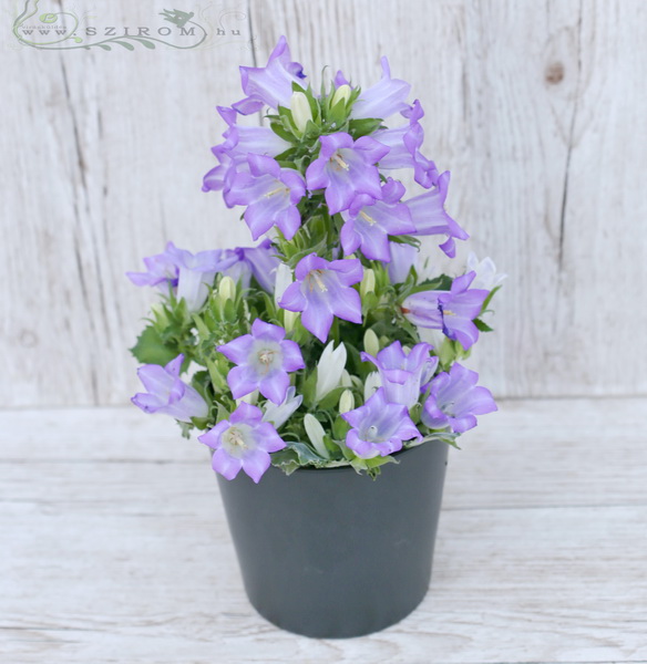 flower delivery Budapest - bluebell in pot (30cm)