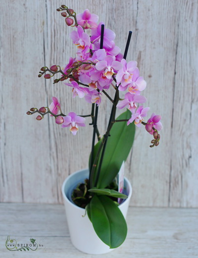 flower delivery Budapest - Phalaenopsis multiflora orchid with plant pot - indoor plant