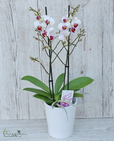 Blumenlieferung nach Budapest - Phalaenopsis multiflora Orchidee mit Blumentopf - Zimmerpflanze