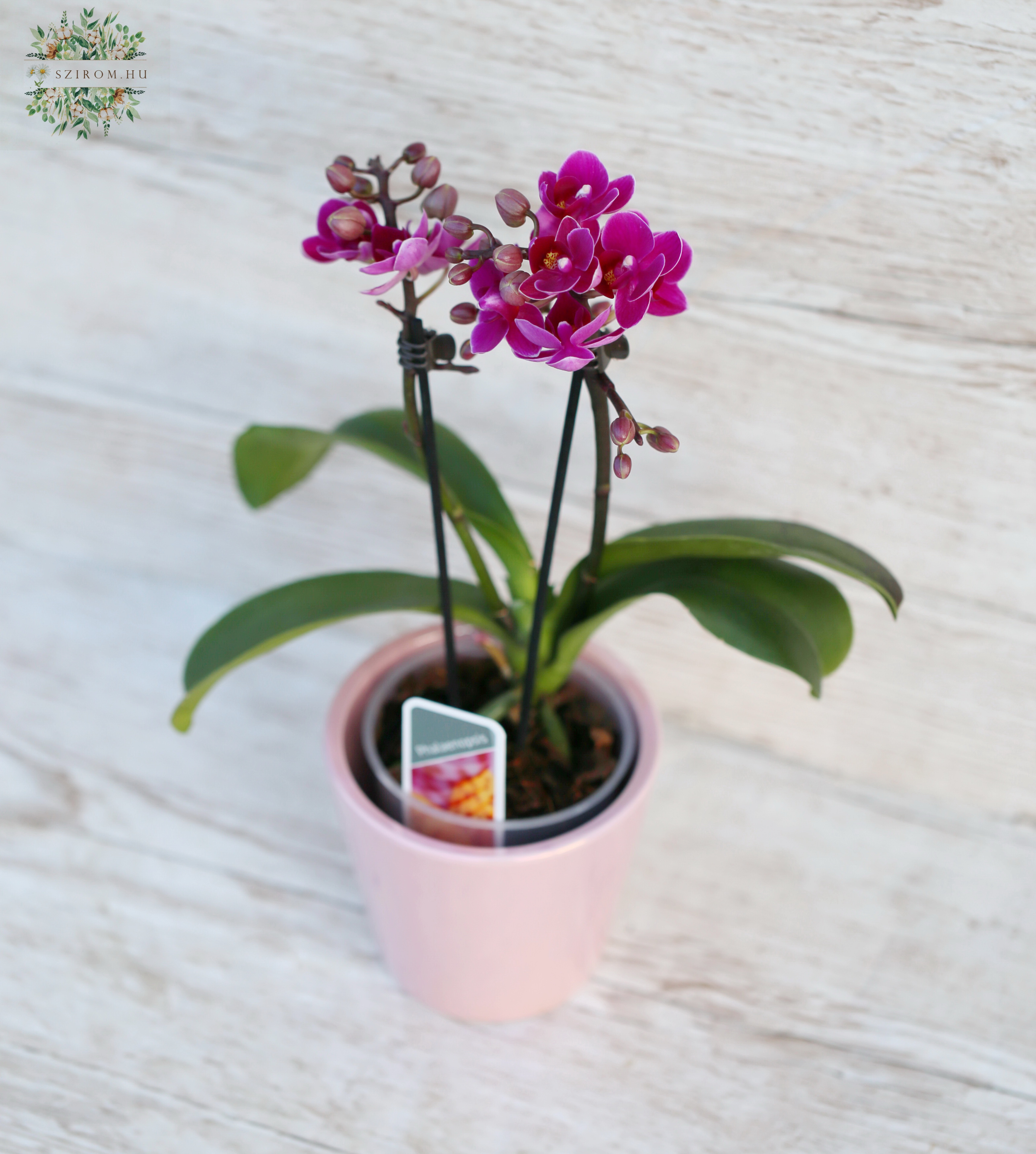 Blumenlieferung nach Budapest - Phalaenopsis multiflora Orchidee mit Blumentopf 26cm - Zimmerpflanze