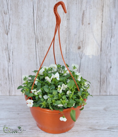 flower delivery Budapest - Pansy in hanging  pot - balcony plant