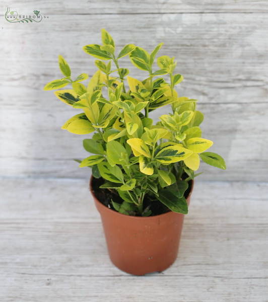 flower delivery Budapest - Euonymus, 30 cm - balcony plant