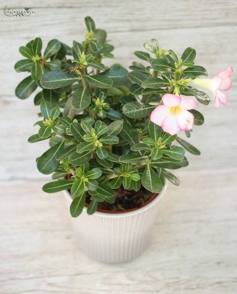 Blumenlieferung nach Budapest - Wüstenrose mit Topf (40cm)