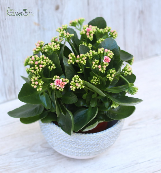 flower delivery Budapest - big calanchoe in pot