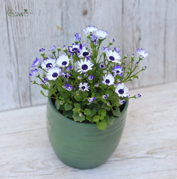 flower delivery Budapest - Cineraria in pot