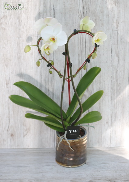 flower delivery Budapest - heart shaped phalaenopsis orchid with pot