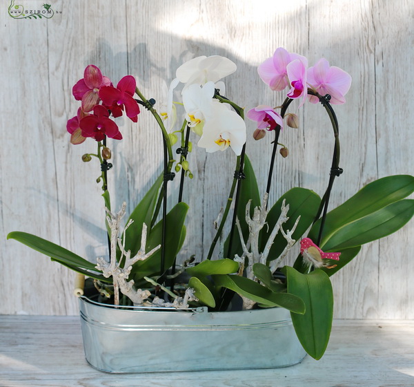 flower delivery Budapest - cascade orchids in tin pot