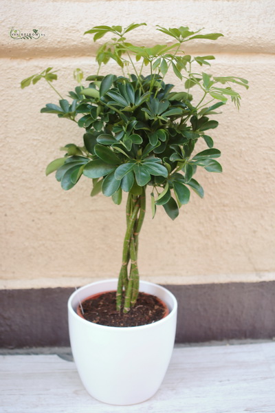 Blumenlieferung nach Budapest - schefflera im Topf 90cm