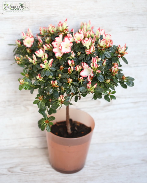 flower delivery Budapest - azalea tree in pot 