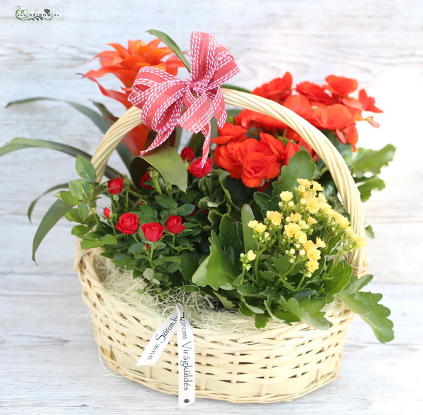 Virágküldés Budapest - vörös-sárga növénykosár (beltéri és kültéri)
