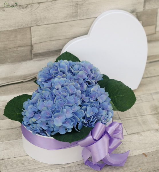 flower delivery Budapest - heart shaped box made of blue hydrangea (3 st)