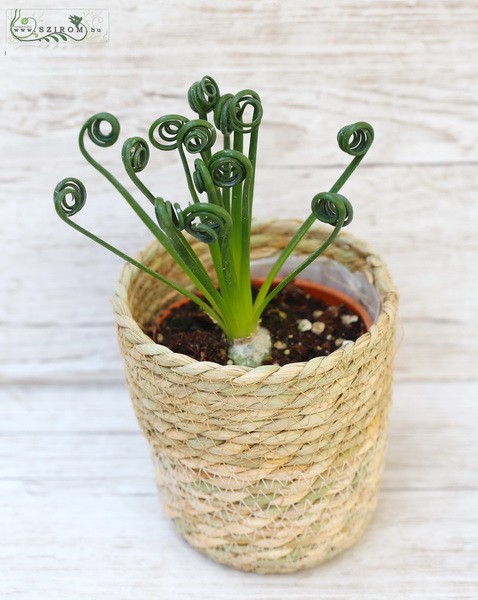 Blumenlieferung nach Budapest - Albuca im topf 25cm