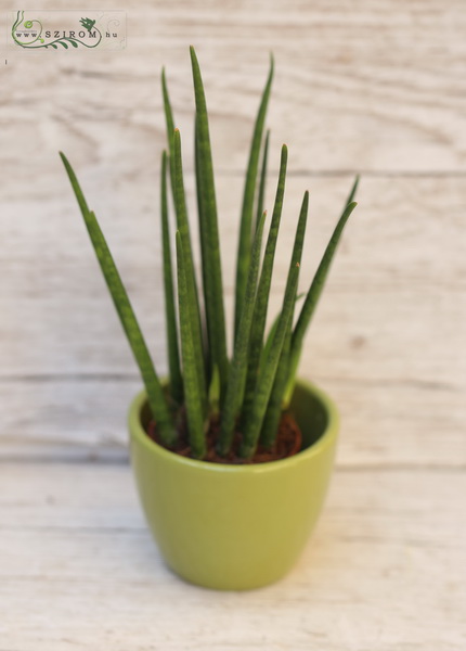 Virágküldés Budapest - Sansevieria Mikado 20 cm