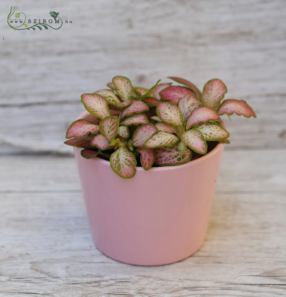 Blumenlieferung nach Budapest - Fittonia 15cm