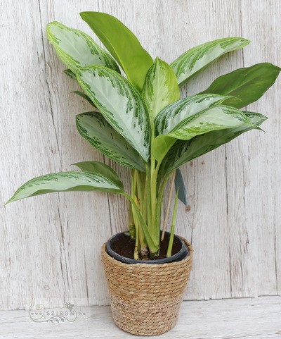 flower delivery Budapest - Diffenbachia with pot (65cm)