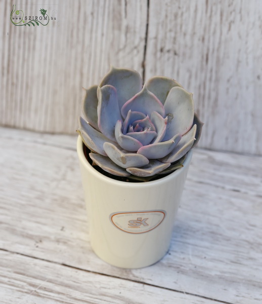 Blumenlieferung nach Budapest - Echeveria mit topf (Zimmerpflanze)