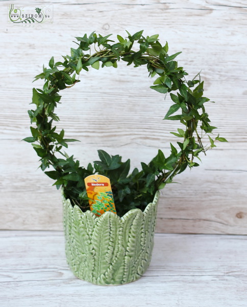 flower delivery Budapest - Ivy loop in pot