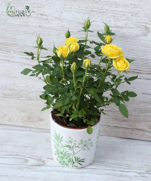 flower delivery Budapest - Yellow rose in pot