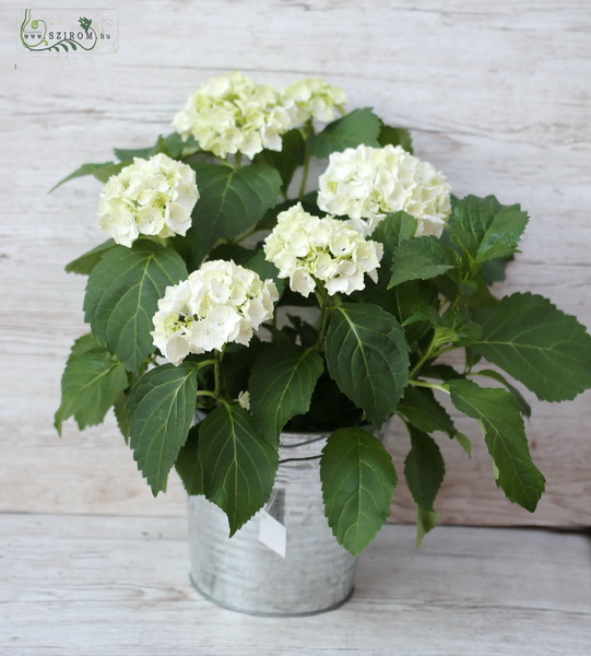 flower delivery Budapest - White hydrangea in pot