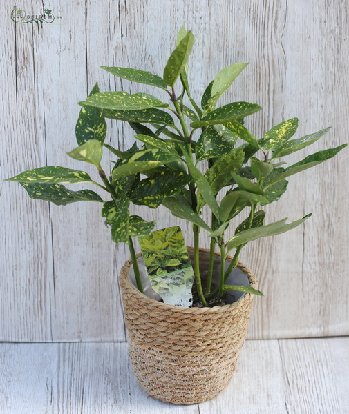 flower delivery Budapest - Aucuba 50cm (outdoor) in pot