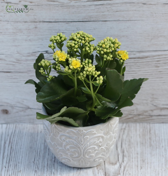 Blumenlieferung nach Budapest - grosse Kalanchoe in verschiedenen Farben im Topf 20cm