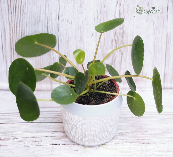 Blumenlieferung nach Budapest - Pilea im Topf