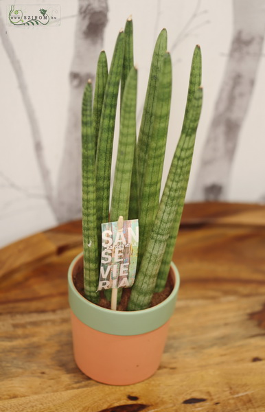 flower delivery Budapest - Sansevieria cylindrica in pot (30cm)