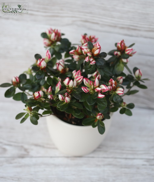 Blumenlieferung nach Budapest - Kleine Azalea im Topf - Haus oder Garten Pflanze