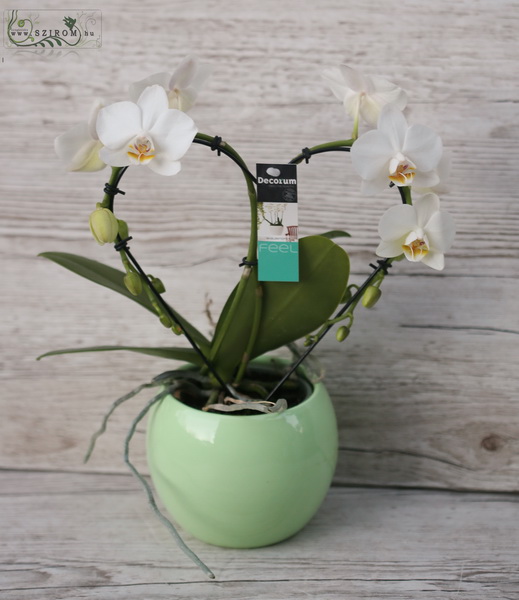 Blumenlieferung nach Budapest - Herzförmige Phalaenopsis Orchidee im Topf