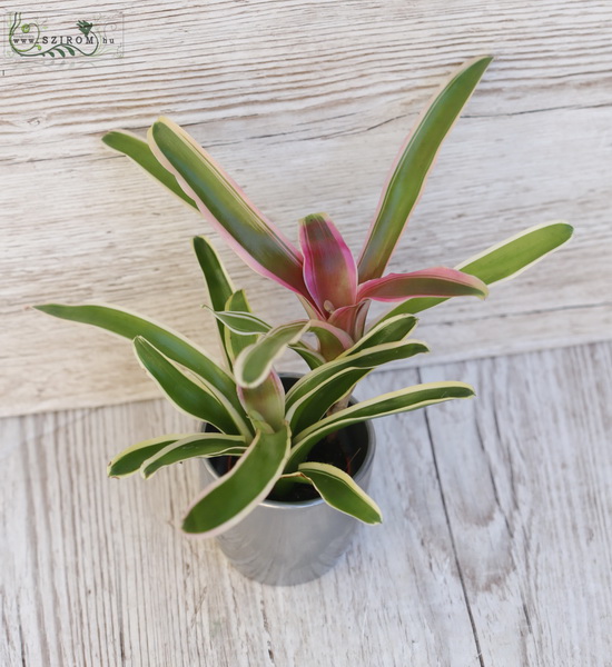 flower delivery Budapest - Bromelia Neoregelia in pot, mini