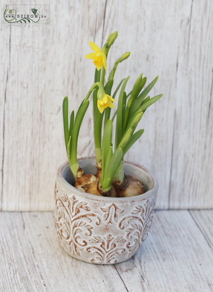 flower delivery Budapest - Daffodil in pot - outdoors