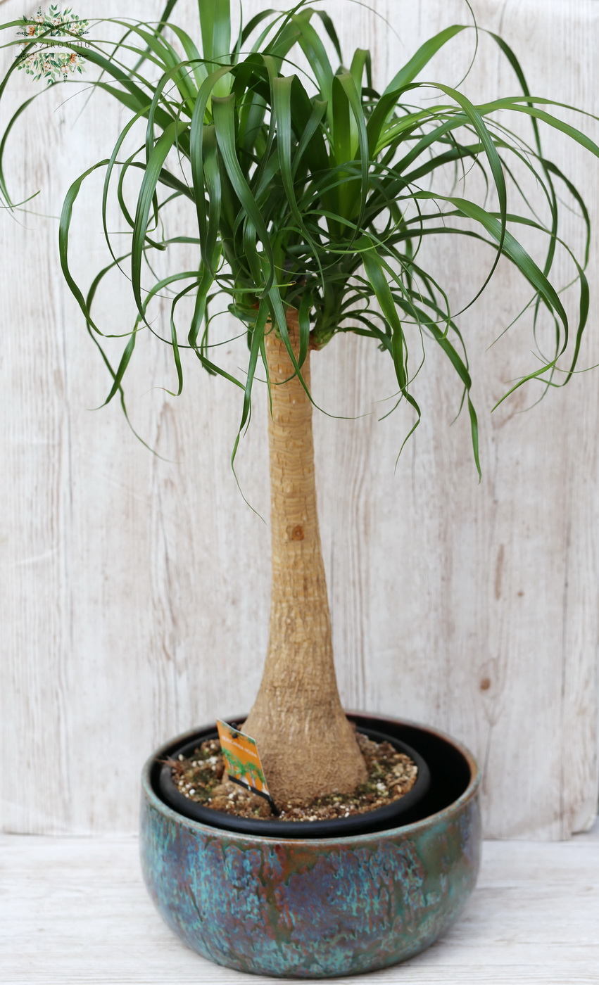 Blumenlieferung nach Budapest - Nolina im  exklusiv Topf, Beaucarnea Recurvata, 90cm