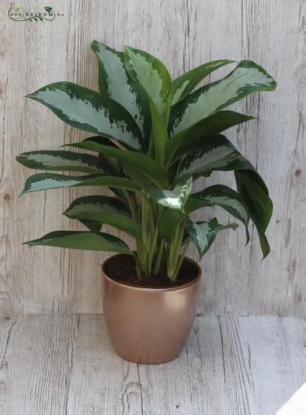 Blumenlieferung nach Budapest - Aglaonema 50cm