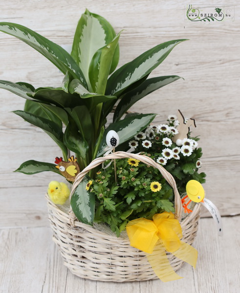 flower delivery Budapest - Easter plant basket