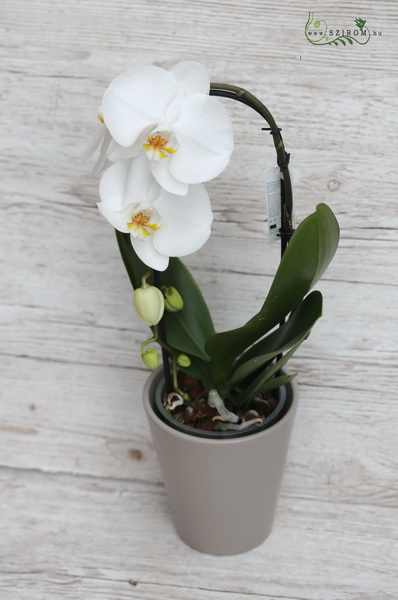 Blumenlieferung nach Budapest - Cascade phalaenopsis mit topf