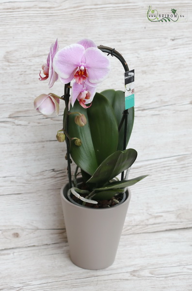 Blumenlieferung nach Budapest - Cascade phalaenopsis mit topf