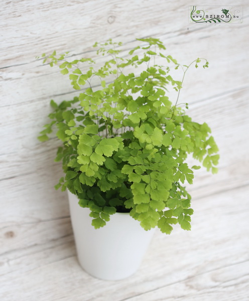 flower delivery Budapest - adiantum in pot