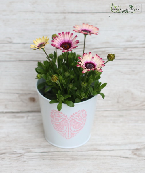 flower delivery Budapest - Osteospermum in pot (outdoors)