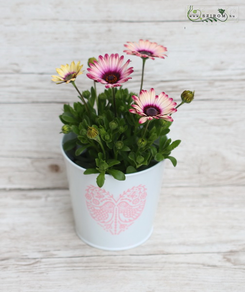 Blumenlieferung nach Budapest - Osteospermum im Topf (garten)