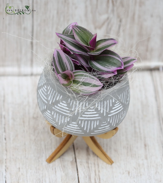 flower delivery Budapest - Tradescantias in pot