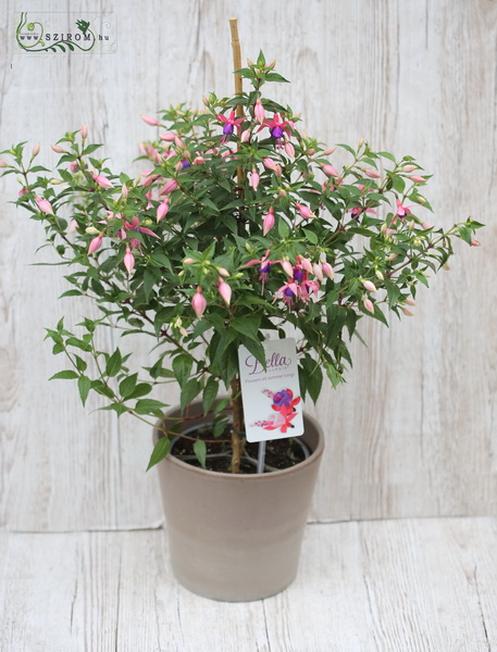 flower delivery Budapest - Fuchsia with pot (outdoors)