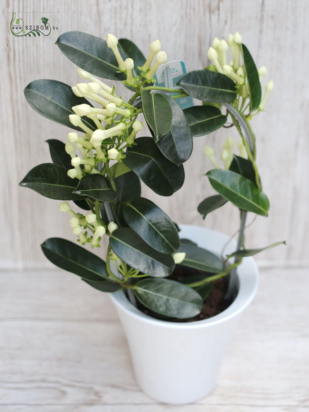 Virágküldés Budapest - Stephanotis kaspóval 