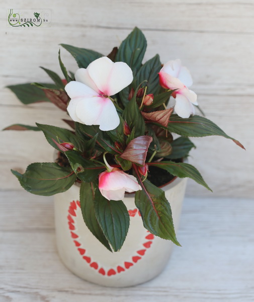 Virágküldés Budapest - Impatiens kaspóban (kinti)