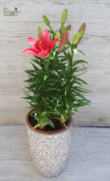 flower delivery Budapest - Lilly in pot (outdoors)