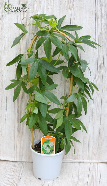flower delivery Budapest - golgota 'constance elliot'  balcon plant