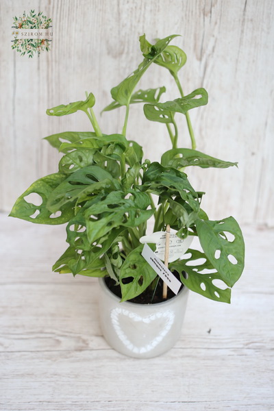 Virágküldés Budapest - monstera obliqua 