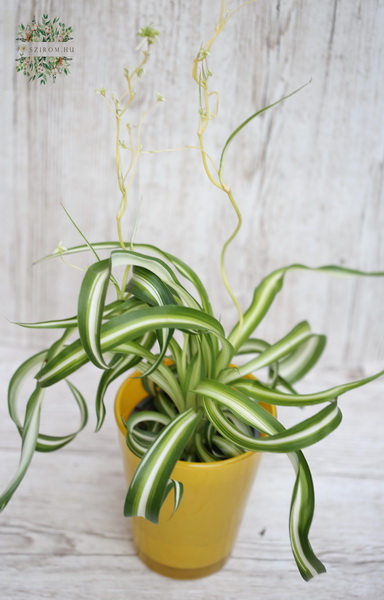 flower delivery Budapest - chlorophytum 