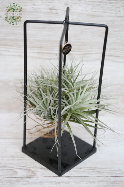 Blumenlieferung nach Budapest - tillandsia exotica