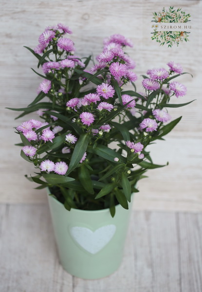 Blumenlieferung nach Budapest - Aster  (garten)
